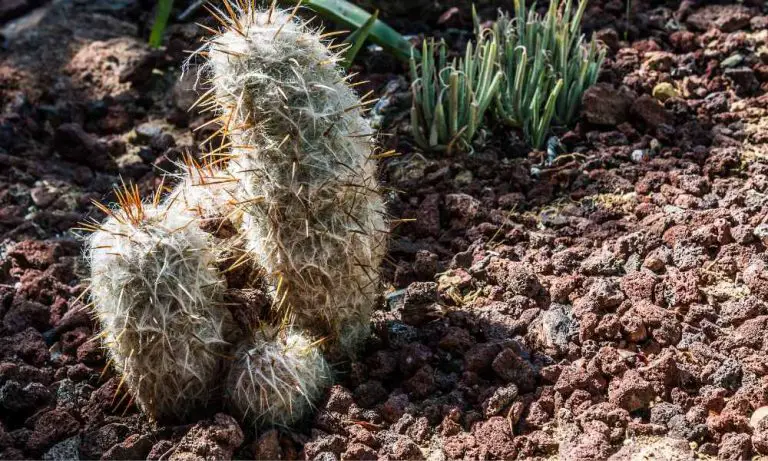 仙人掌品種-雪毛球