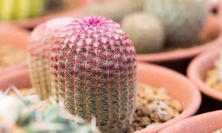 仙人掌品種-鹿角柱仙人掌