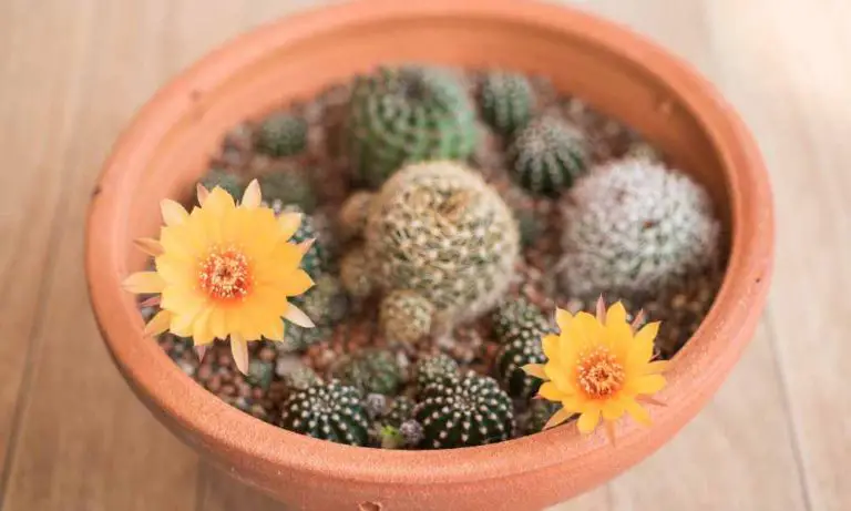 仙人掌品種-麗花球