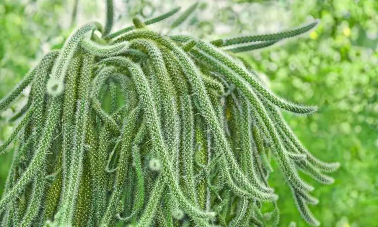 仙人掌品種-鼠尾掌