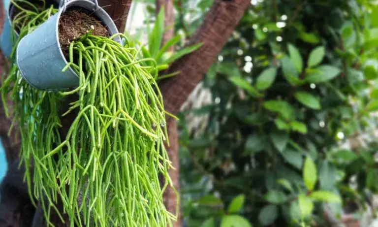 仙人掌怎麼養- 吊盤中的森林仙人掌