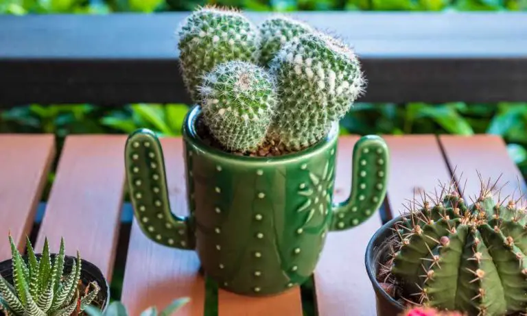 仙人掌怎麼養？花盆中的仙人掌盆栽