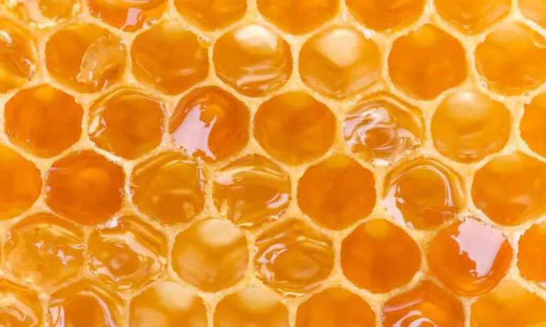 為什麼蜂巢是六角形？ (1)