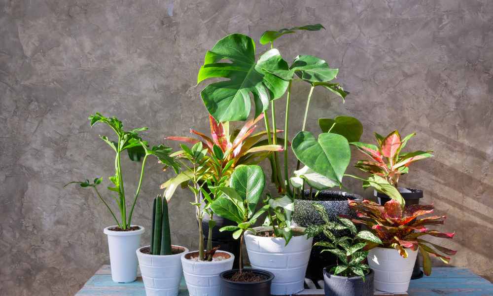 台灣熱帶植物推薦：8種適合居家陽台種植的觀賞植物