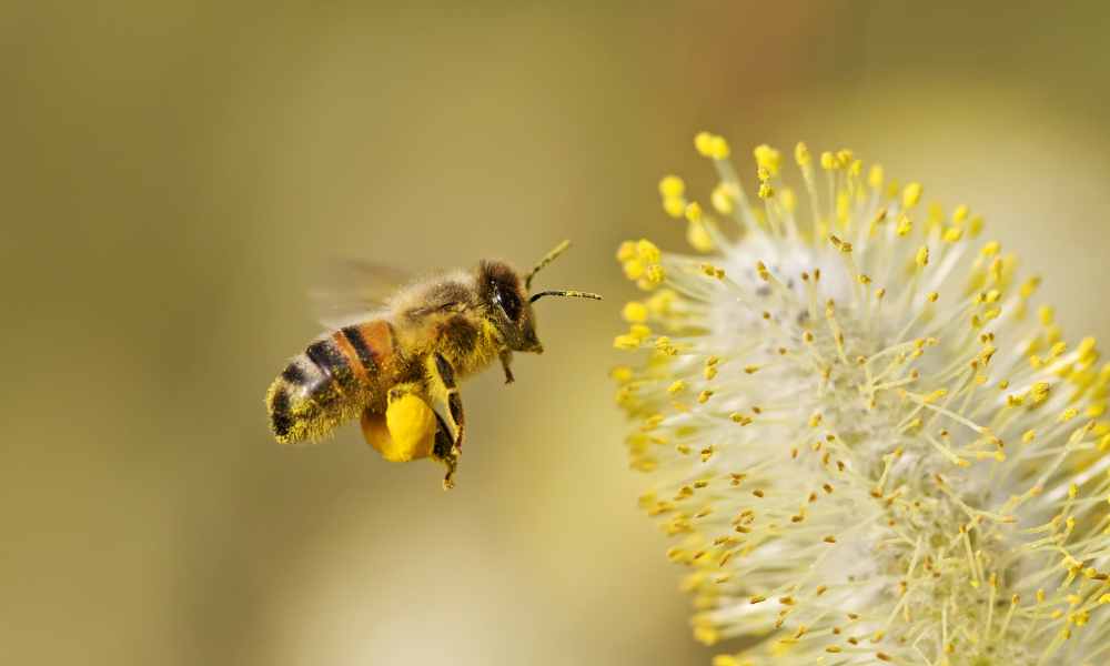 蜜蜂的天然防禦系統：花粉