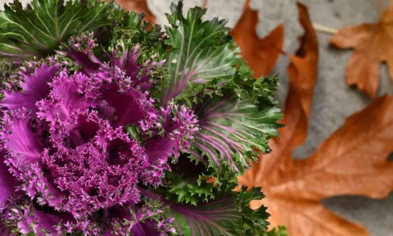 甘藍、羽衣甘藍