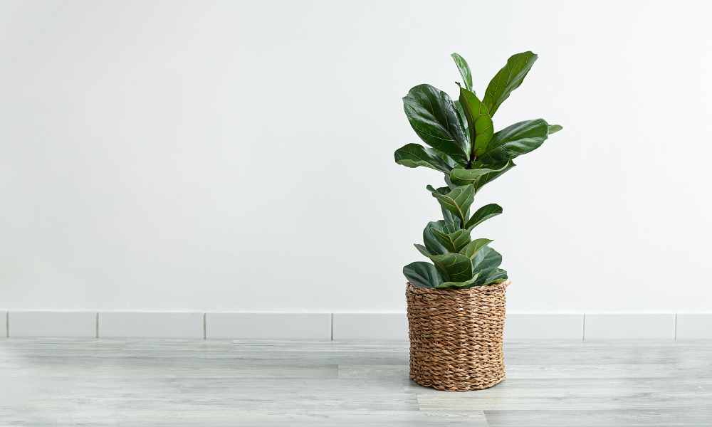 琴葉榕好養嗎？長太高怎麼辦？修剪技巧一次教你搞懂