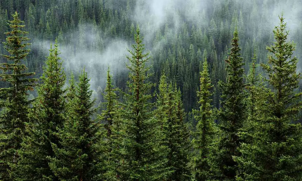 樹也有記憶？原來森林會「記得」乾旱與豐水的日子