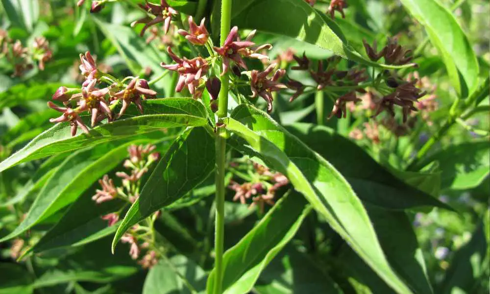 哪朵花聞起來像「受傷的螞蟻」？日本植物界的草蠅騙局