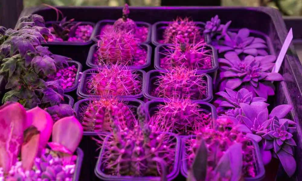 植物燈選購指南