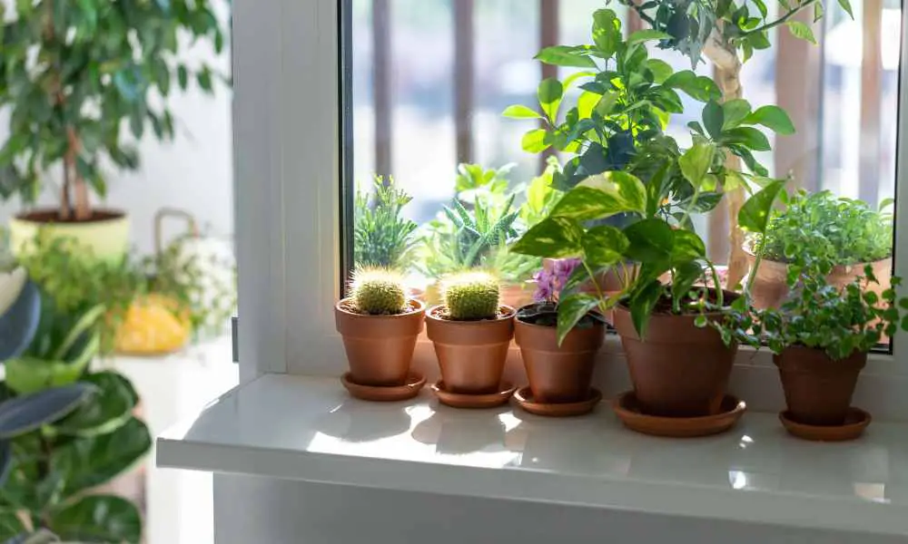 植物燈選購指南