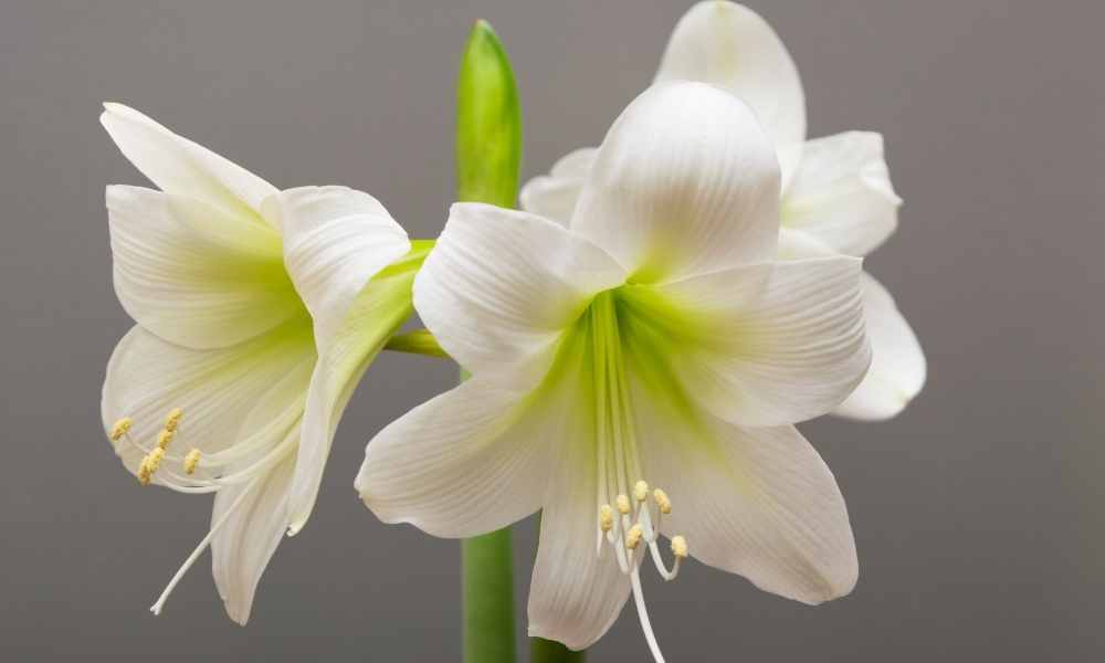 白色阿瑪莉利斯