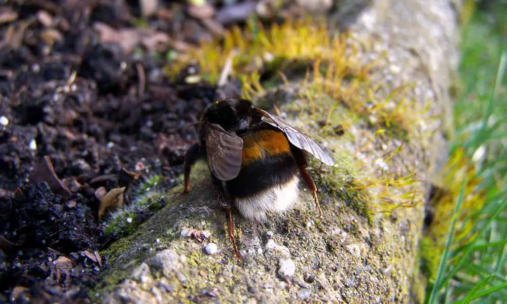 熊蜂女王的超能力-竟能在水下活上好幾天？