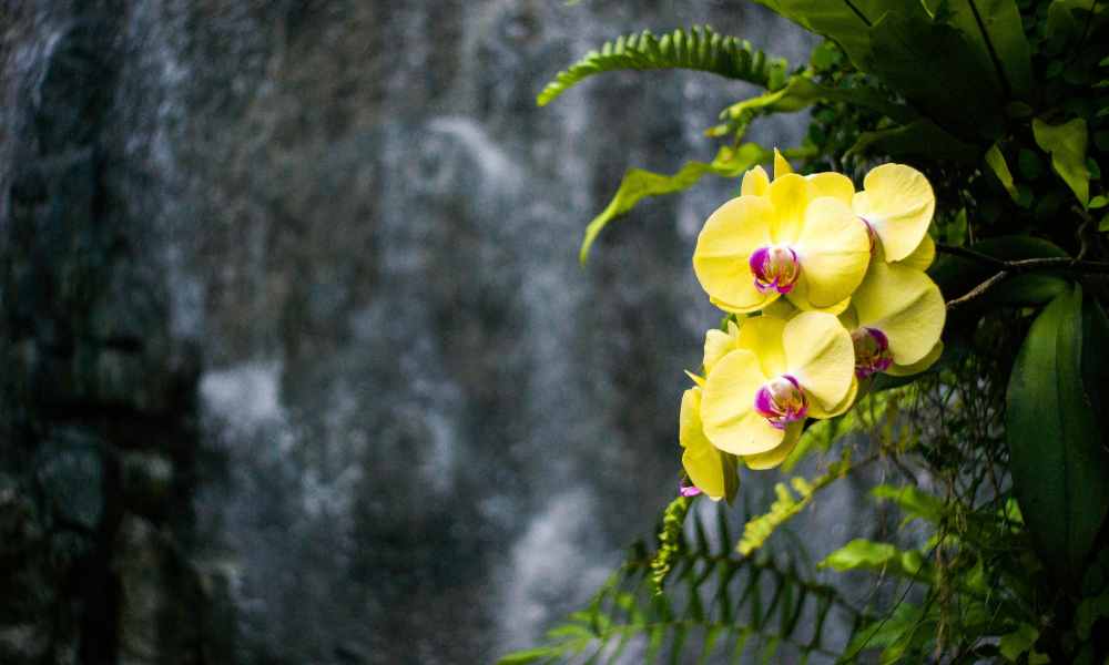 蝴蝶蘭（Phalaenopsis）開出如蝴蝶般優雅的花朵